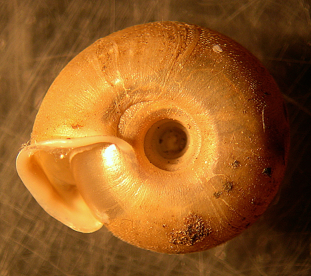 Gasteropode pelosetto